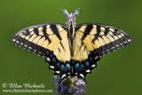 Eastern Tiger Swallowtail