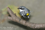 Yellow-rumped Warbler