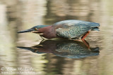 Green Heron