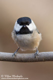 Black-capped Chickadee