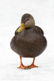 American Black Duck