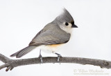 Tufted Titmouse