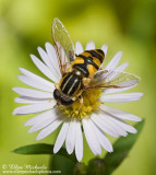 Syrphid Fly