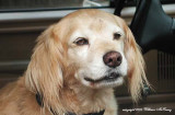 Stormin Norman, the car dog