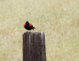 Proud Red-winged Blackbird