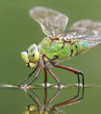 Dragonflies & damselflies - Libellen