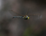 Trollsländor Dragonflies Libellen