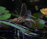 Brun mosaikslnda  - Aeshna grandis - laying eggs   