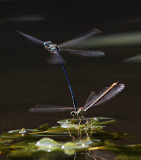 Flicksländor Damselflies
