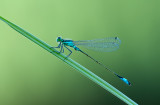 Blue-tailed Damselfly (Ischnura elegans)