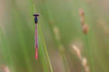 Small red damselfly (Ceriagrion tenellum)