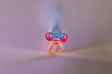 Small red damselfly (Ceriagrion tenellum)