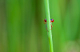 Small red damselfly (Ceriagrion tenellum)