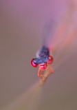 Small red damselfly (Ceriagrion tenellum)