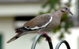 White Winged dove at feeder