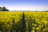 The Rape Field