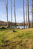 Tarn Hows