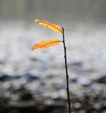 Last Leaves of Summer