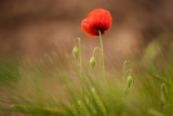 Poppy