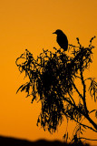Black-crowned Night Heron silhouette
