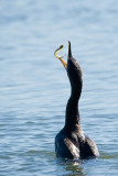 Double-crested Cormorant tossing fish