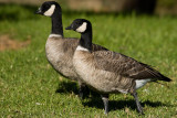 Cackling Geese