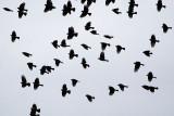 Red-winged Blackbirds