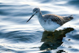 Greater Yellowlegs