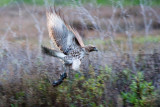 Red-tailed Hawk with Rodent