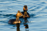 Eared Grebes