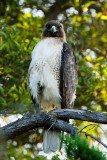 Red-tailed Hawk