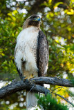 Red-tailed Hawk