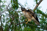 Red-tailed Hawk with branch