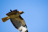 Red-tailed Hawk