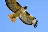 Red-tailed Hawk