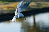 Forsters Tern