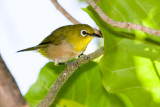 Japanese White-Eye