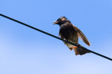 Red-vented Bulbul