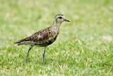 Pacific Golden-Plover