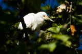 Egret chick