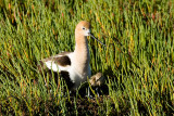 American Avocet with chick
