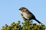 Song Sparrow