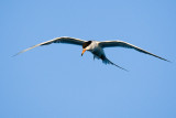 Forsters Tern