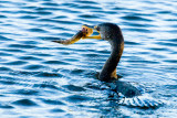 Double-crested Cormorant with fish