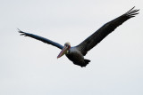 Brown Pelican