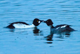 Common Goldeneyes