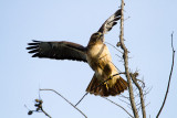 Red-tailed Hawk