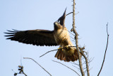 Red-tailed Hawk