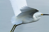 Snowy Egret