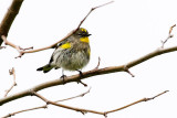 Yellow-rumped Warbler